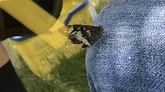 Brintesia circe