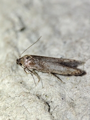 Blastobasis maroccanella