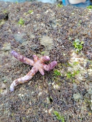 Ophidiaster cribrarius