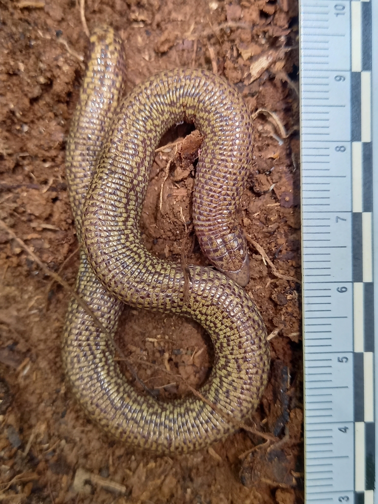 Spotted Amphisbaena