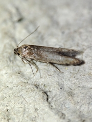 Blastobasis maroccanella