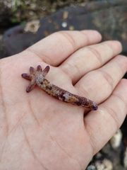 Ophidiaster cribrarius