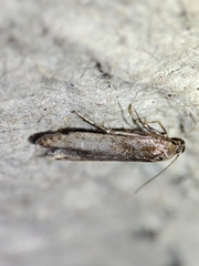 Blastobasis maroccanella