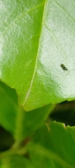 Ceraphronoidea