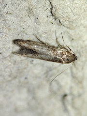 Blastobasis maroccanella