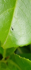 Ceraphronoidea