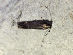 Aproaerema anthyllidella