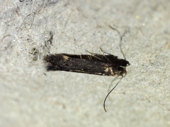 Aproaerema anthyllidella