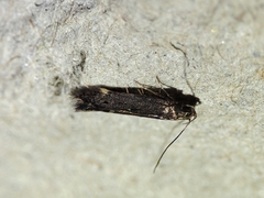 Aproaerema anthyllidella