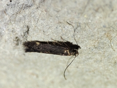 Aproaerema anthyllidella