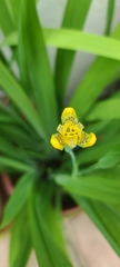 Trimezia martinicensis