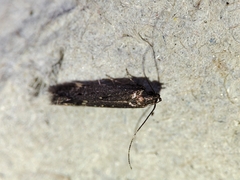 Aproaerema anthyllidella