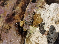 Ceratostoma rorifluum