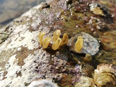 Ceratostoma rorifluum