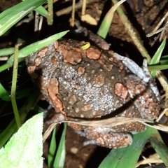 Uperodon taprobanicus