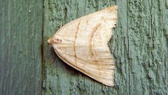 Petrophora subaequaria