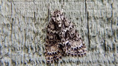 Acronicta fragilis