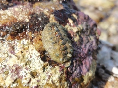 Acanthochitona rubrolineata