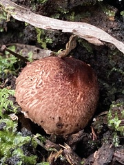 Lepiota haemorrhagica