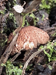 Lepiota haemorrhagica