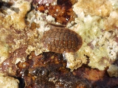 Lepidozona coreanica