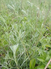 Artemisia abrotanum