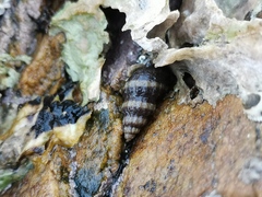 Nassarius fraterculus