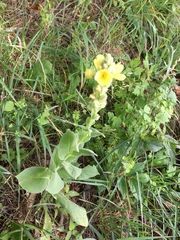 Verbascum thapsus