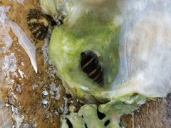 Nassarius fraterculus