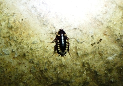 Neostylopyga ornata