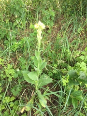 Verbascum thapsus