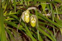 Phragmipedium