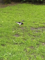 Haematopus ostralegus