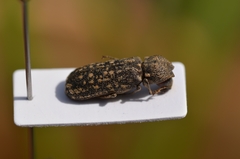 Lichenophanes varius