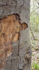 Lichenophanes varius