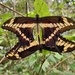 Cuban King Swallowtail - Photo (c) Dayron Breto, some rights reserved (CC BY-NC), uploaded by Dayron Breto
