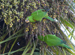 Psittacara chloropterus