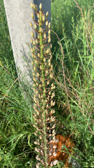 Eremurus