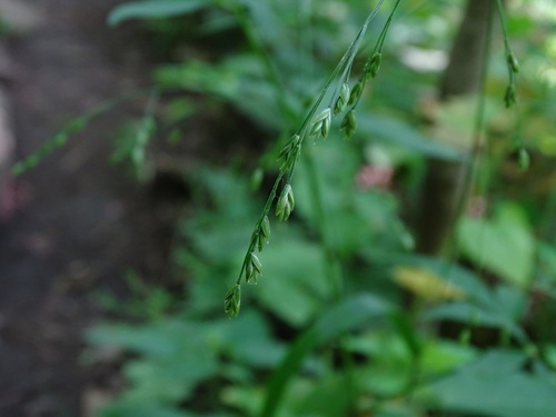 nodding fescue (Festuca subverticillata)