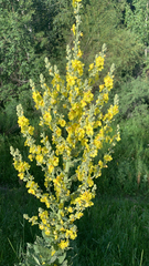 Verbascum songaricum