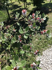 Feijoa