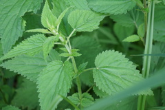 Urtica galeopsifolia