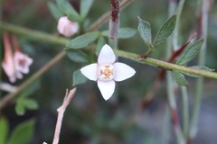 Cyanothamnus nanus nanus