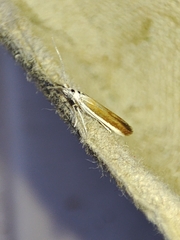 Coleophora albella