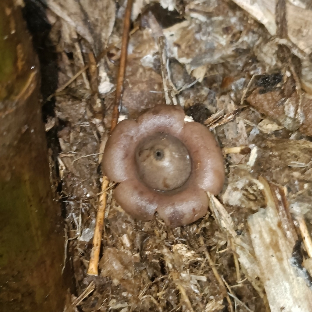 Sessile Earthstar (Geastrum saccatum)