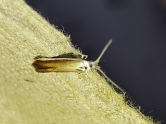 Coleophora albella