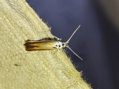 Coleophora albella