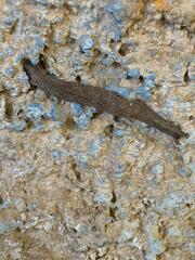 Ophiusa tirhaca