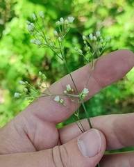 Eremogone longifolia