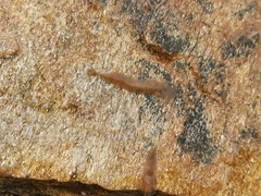 Notoplana
